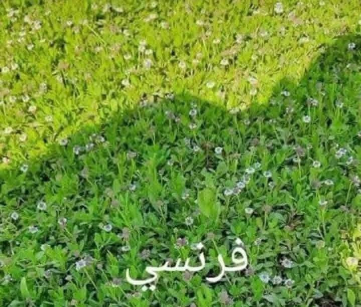سلام عليكم ورحمه الله وبركاته+موجود انواع ثيل طبيعي مثل ماموجود في لصوره هندي امريكي ايطالي فرنسي انكليزي وسعار مختلفه وكادر مختص في الفرش لثيل وخدمه توصيل داخل كل قضى والنواحي بلد اوصلاح الدين عامه تصلو ع هاتف أسفل شاشه ***********
