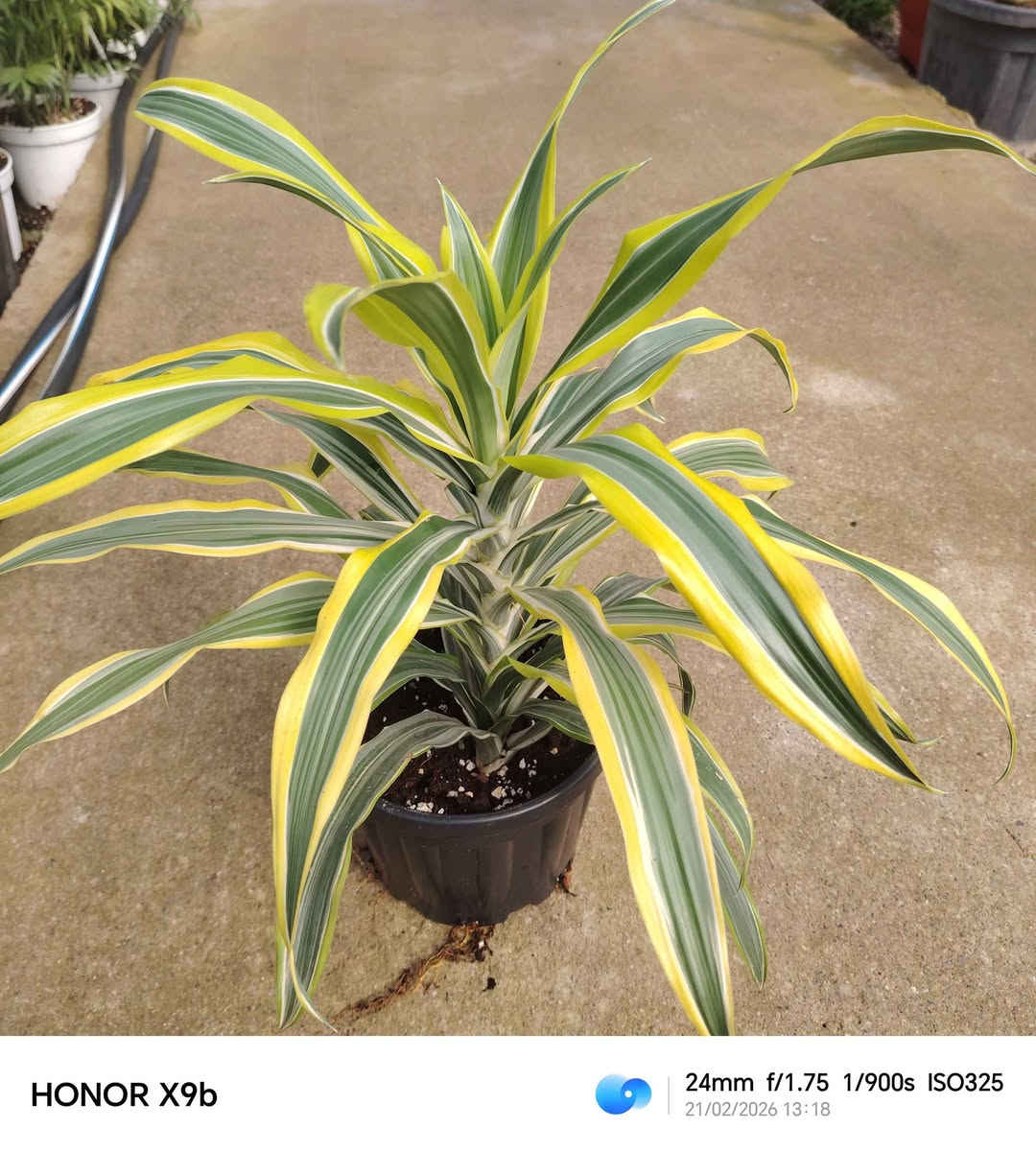 يتوفر نباتات داخلية وسنادين واسعار مناسبه كركوك, العراق


**إذا كنت صاحب هذا الإعلان وتريد حذفه لأي سبب، رجاءا أرسل رسالة إلى الدعم الفني**