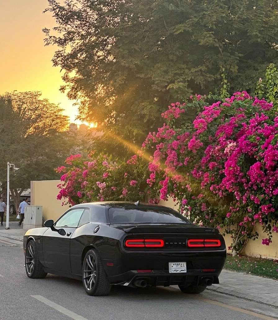 بيع مستعجل شيكر ومااعتقد اكو هيج استخدام قليل ونظافه
جالنجر سكات باك 🐝
Challenger Shaker 8v 6400 

چالنجر شيكر من اعلى الفئات الموجود موديل 2023 

أخر اصدار نسخه من اصل 500 نسخه بلعالم 

حيل نظيفة ماملعوب بيها ابد مامبدل بيها ولا قطعه 

كير مكينة حدادية كفاله بعده جديده حرفياً 

سياره من الراديتر لنهاية السيارة كلشي مامبدل بيها كلشي بلادي

نسخة خاصة استيراد من امريكا اني المستورد

سياره نظافتها 100٪

المواصفات 

سيارة ماشية 18 ميل 

لون اسود ملكي 

دخول ذكي 

ستيرن حرف D 

خزن ميموري كشن وستيرن 

داخل كاربون فايبر حقيقي 

كشنات كنتاره وجلد تدفئة +تبريد

شاشة جبيرة 

دبلات لون اصفر SRT 

الاكسل قفل 

بريكات 6 بستم 

ويل SRT بلادي شركة dodge 

شوته رياضي 

مرايا جانبية نظام ذكي نزول تلقائي عند الرجوع للخلف

لايتات شيكر مفتوحه على الشوته 

تدفئة تبريد بلادي شغال ميه بلمية 

بعد بيها مواصفات خير من الله 

ملاحظة // واصلني بيها كلير امريكا اني ابيع صبغ عام 

حادثها جاملغ الامامي الايمن + الخلفي الايسر بدون دواخل شي بسيط

الايرباكات سليمة  

اوراقها كامله بأسمي مابيها اي نقص حره تترقم كل المحافظات 

استفسار اكثر واتساب ***********

🟩علق سوف يوصلك الرسائل سعر كربلاء, العراق
