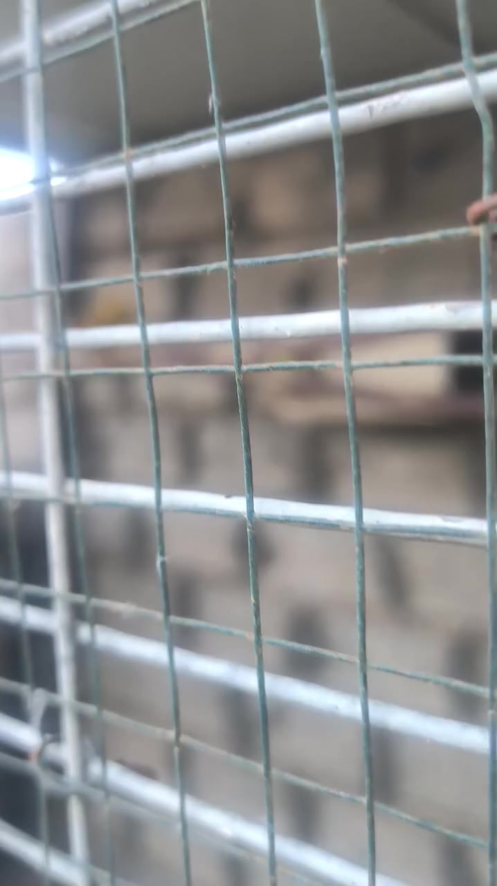 زوج كوكتيل شكري مع تك ابنهم س ع ر 60
ديالى الوجيهية قرية بركنية 
*********** بي وتساب
