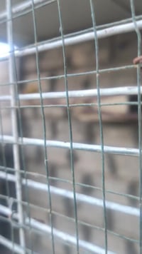 زوج كوكتيل • شكري • ديالى الوجيهية