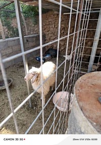 فطيمة للبيع • فطيمة • مال ذبح • للبيع • ذبح • أغنام للبيع • مواشي للبي...
