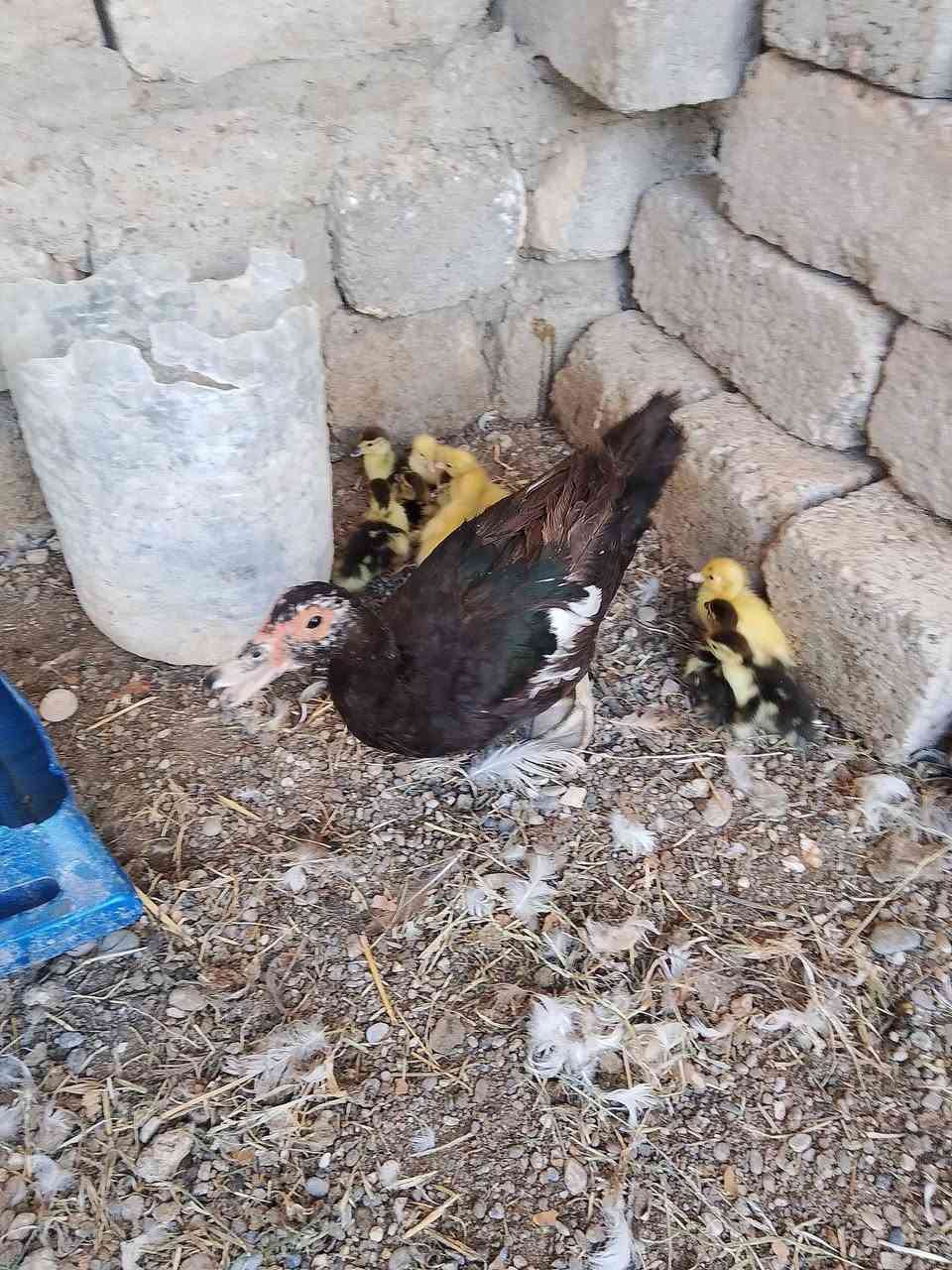 للبيع كرك بط رقم الهاتف ***********
