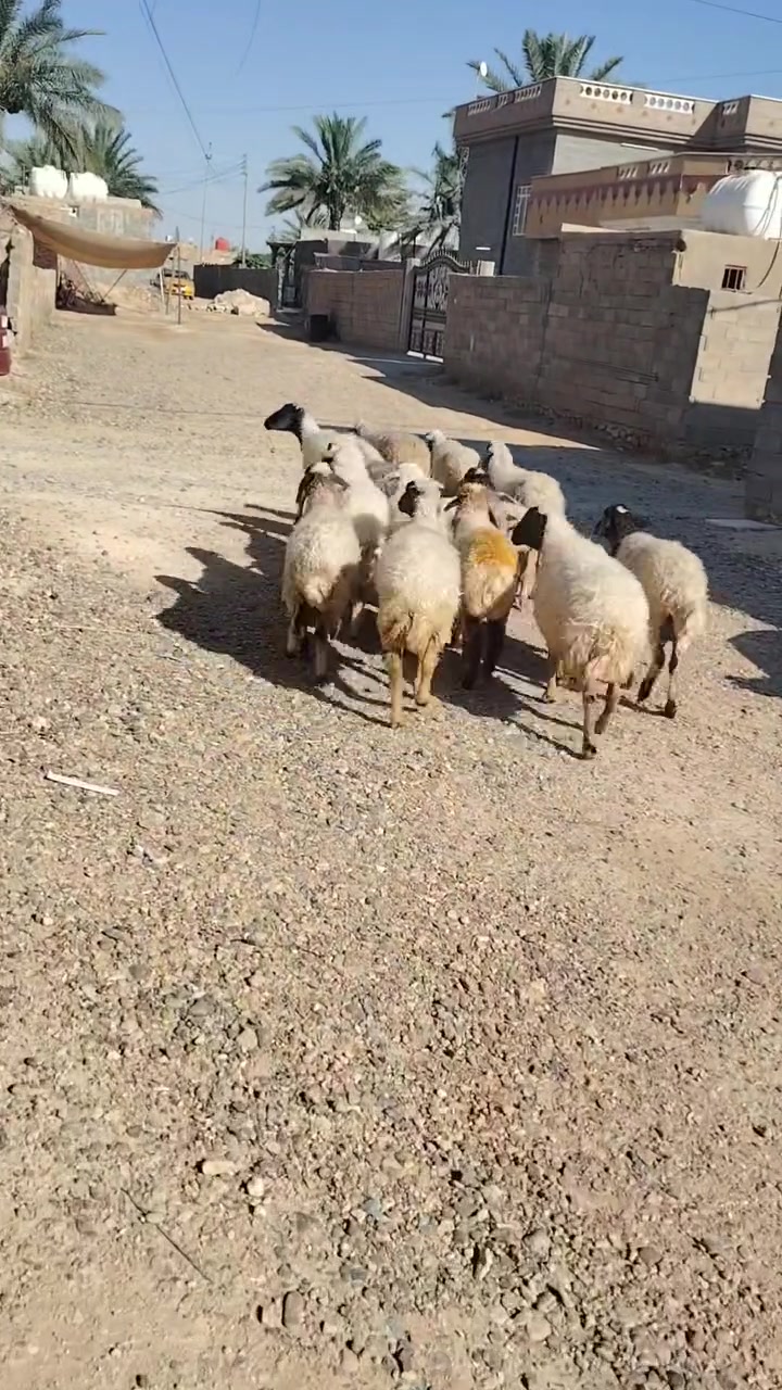 اعاده نشر بسبب لوعود لكاذبه 
14نعجه مال حنيه كلهه سن و شطر واغلبيتهه ثنايه 
غنم خشنه درجى اولى شرط نصاح وسن وشطر 
سعر زوج 825وبي مجال للشراي 
مكان حديثه رفاعي اي ستفسار اتصل اوخاص 
***********
