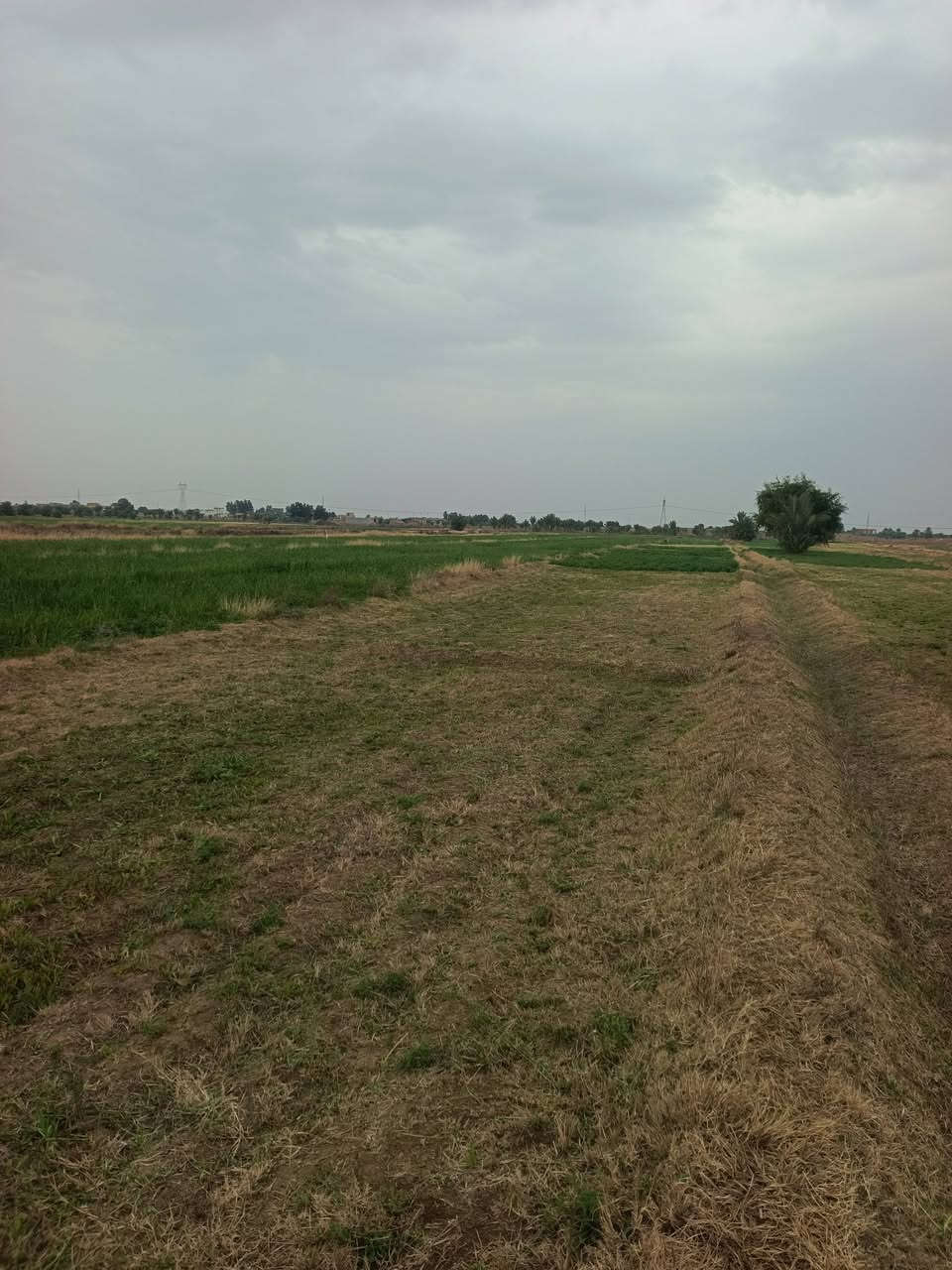 ✅للبيع أرض زراعية 
✅سند 25 مداور مباشر بإسم المشتري 
✅المساحة 4 دونم 
✅الموقع قرية العريجة 
✅متوفر بيه الماء
✅مزروعه حالياً 
✅الفيديو أدناه يوضح كافة تفاصيل الأرض 

🤎للاستفسار مراجعة مكتب الضامن للعقار الشارع التجاري مقابل منفذ المعرفه أو الاتصال 📞 
*********** واتساب
***********
