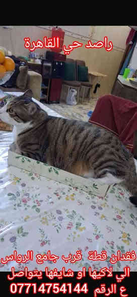 السلام عليكم

بلكت تنشر فقدان قطة  قرب جامع الرواس

الي لاكيها او شايفها يتواصل ع الرقم  ***********
