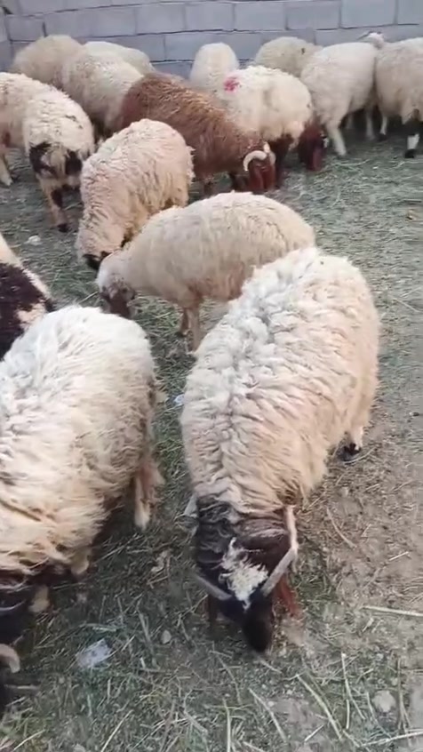 طليان العدد 35 يرهمن كصابه ويرهمن ربط الزوج 725 وبيهن مجال بسيط شرط النصاح 
للتواصل ***********
