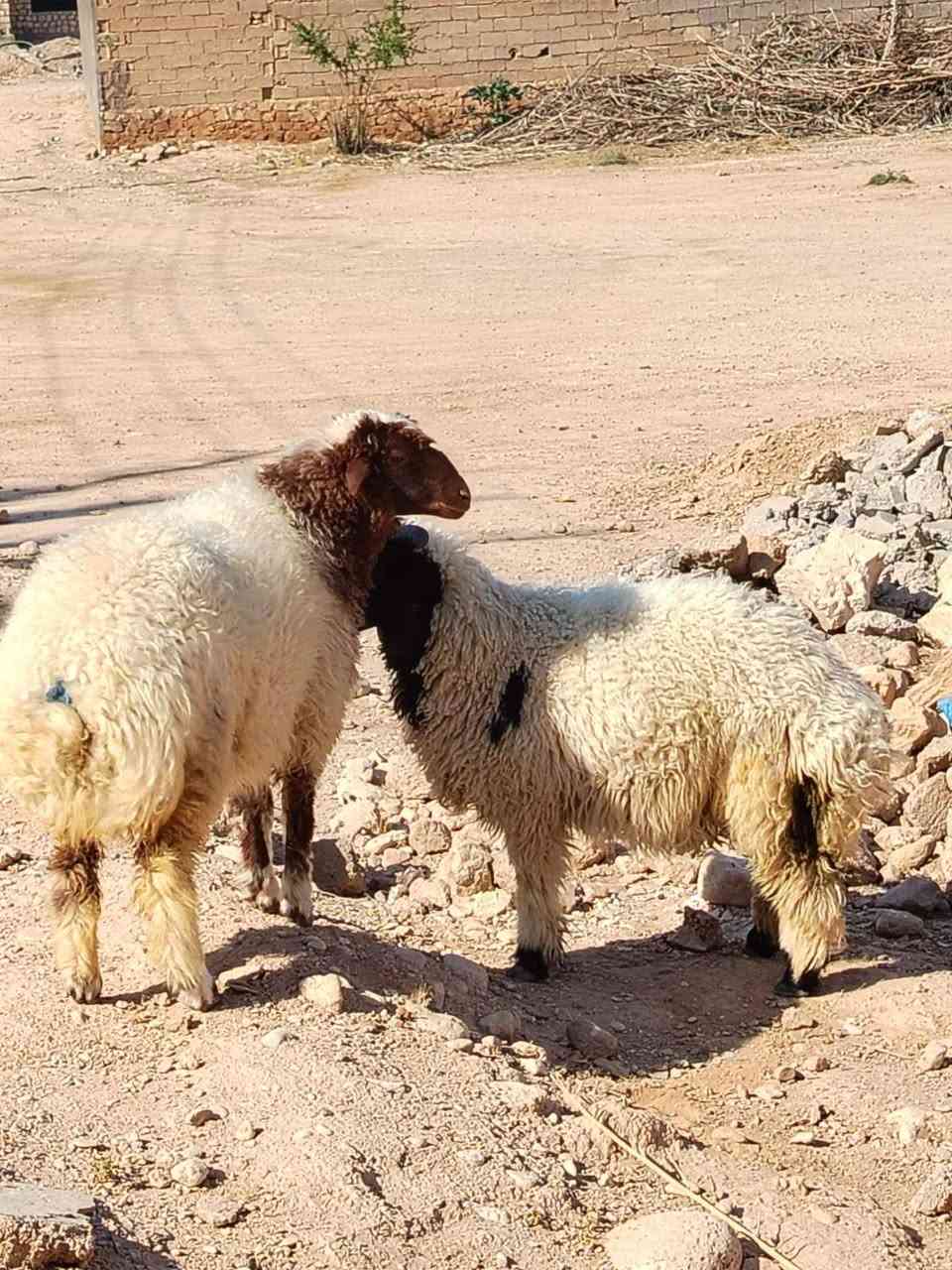 فطيمه وطلي شرط النصائح يرها من كل شيء السعر 660 التواصل ع رقم ***********
