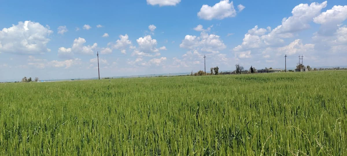 بذور حنطه دجله خير ألماني بنت جيس  فرش او فريز موجود ١٠ طن
سعر طن ٦٥٠ كركوك
***********
