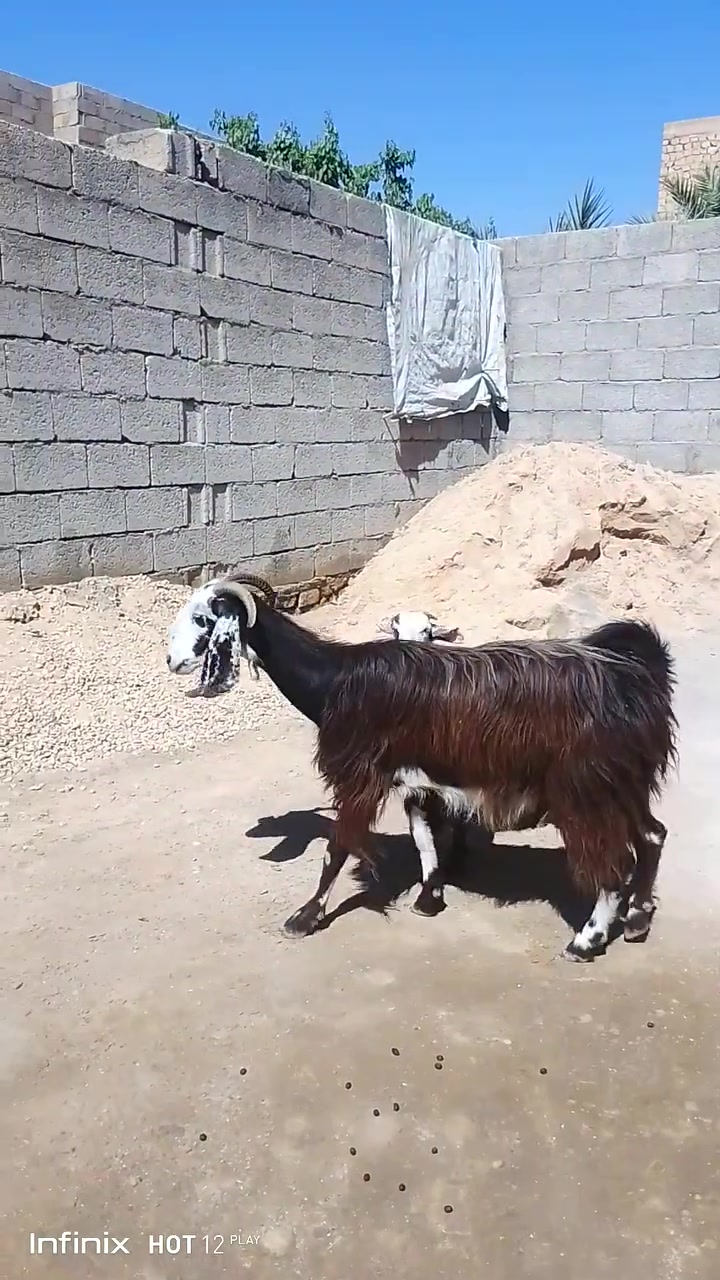 عنز رغوث بعد مامبدله الطرفاني حيل خشنه وراه صخله تنذبح وعشار فوك صخلته شهرين السعر 420 السكن القائم الكرابله ***********
