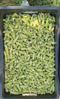 بانيه • تاززه • جديده