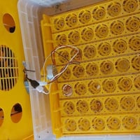 مفقسه الكترونيه • ٥٩ بيضة