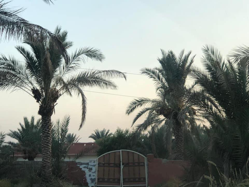 البستان 7 دوانم و188 متر  الموقع ركن ثلاث شوارع الها ويحتوي على بيت مسلح طابق واحد واربع غرف نوم كبيرات وخدمات حمام ومطبخ وتواليت  ويحتوي ايضا على حقل عجول ونخل تمر حمال ومولدة كهرباء وطني بنص البستان وبئر ماء  عدد اثنان. 
الواجهة البستان ( المزرعة) 
130 متر او اكثر والنزال 140 او اكثر. 
السعر 485 مليون طابو زرعي صرف وباسمي ثاني يوم تحويل سند 25
هاتف ***********
