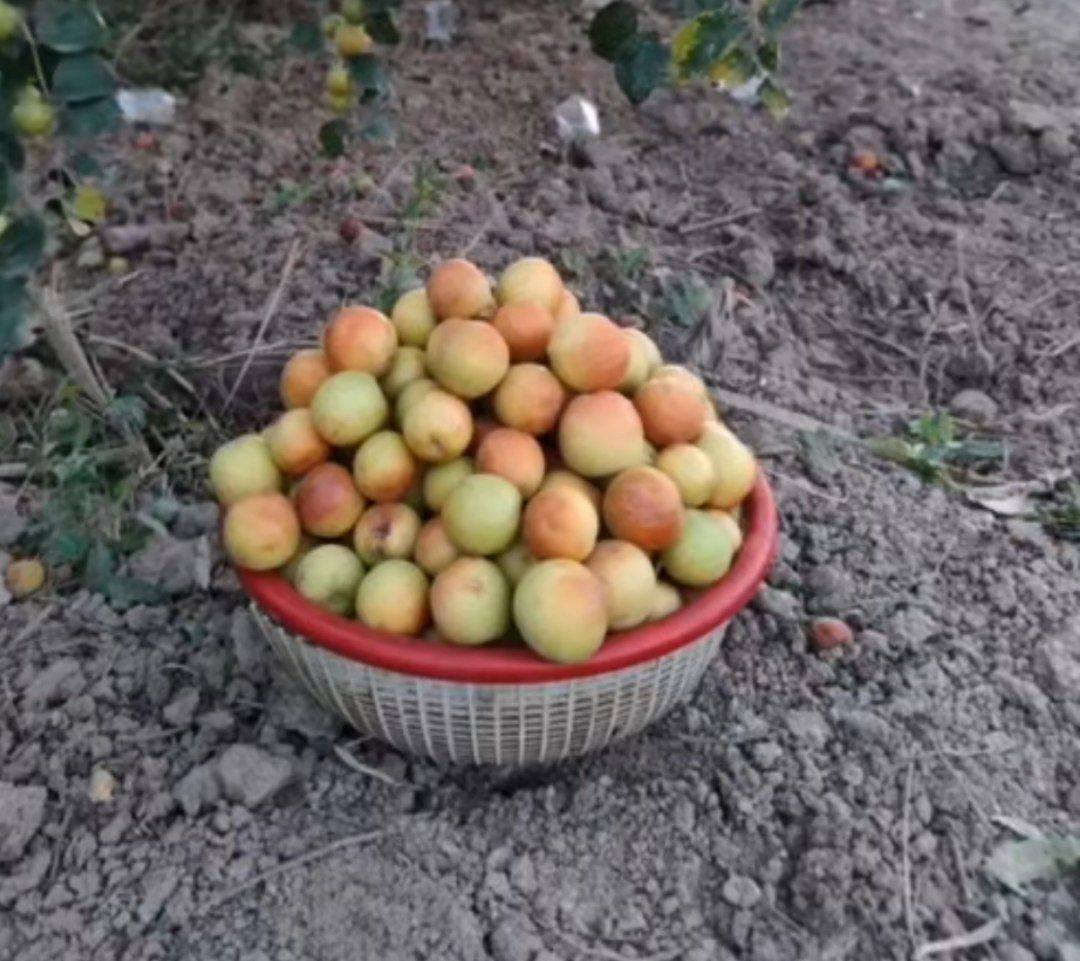 السلام عليكم 
موعد تطعيم السدر اي واحد عندة سدرة يريد يطعمة بسعر مناسب يراسلني ويدلل


**إذا كنت صاحب هذا الإعلان وتريد حذفه لأي سبب، رجاءا أرسل رسالة إلى الدعم الفني**