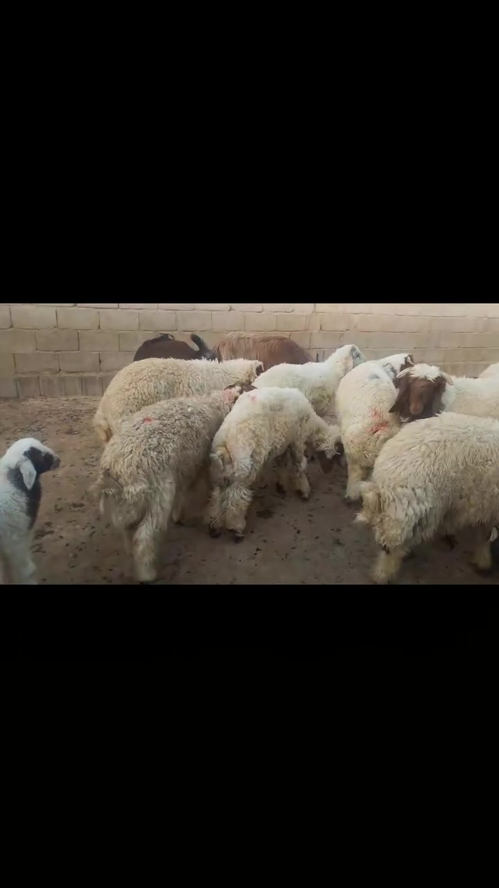 للبيع العدد 23
▪️مكان :المقداديه _امام ويس
 ▪️ ***********
