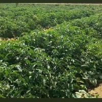 مطلوب فلاح • عمل في مزرعة • فلاح النجف • مزرعة للعمل • وظيفة فلاح • زر...
