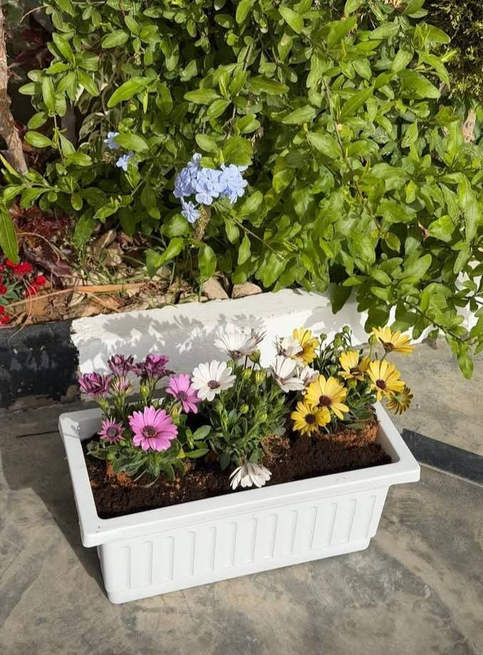 وبدأ القلب ينبض لنسائم رمضان 🌙🤍
أجمل ثلاثون يوم 🤍                                                                             "قَرَّ اللهُ عَيْنِي وَأَعْيُنَكُمْ عِوَضًا وَجَبْرًا فِي الثَّلَاثِينَ يَوْمًا الْقَادِمِينَ."🌙🌱
نبتة طبيعية في بيتك تزيده جمال ✨  
وتبعث في النفس راحة وطاقة إيجابية طول الشهر الكريم 
اختاري نبتتك وخلي أجواء رمضان أدفى وأجمل


**إذا كنت صاحب هذا الإعلان وتريد حذفه لأي سبب، رجاءا أرسل رسالة إلى الدعم الفني**