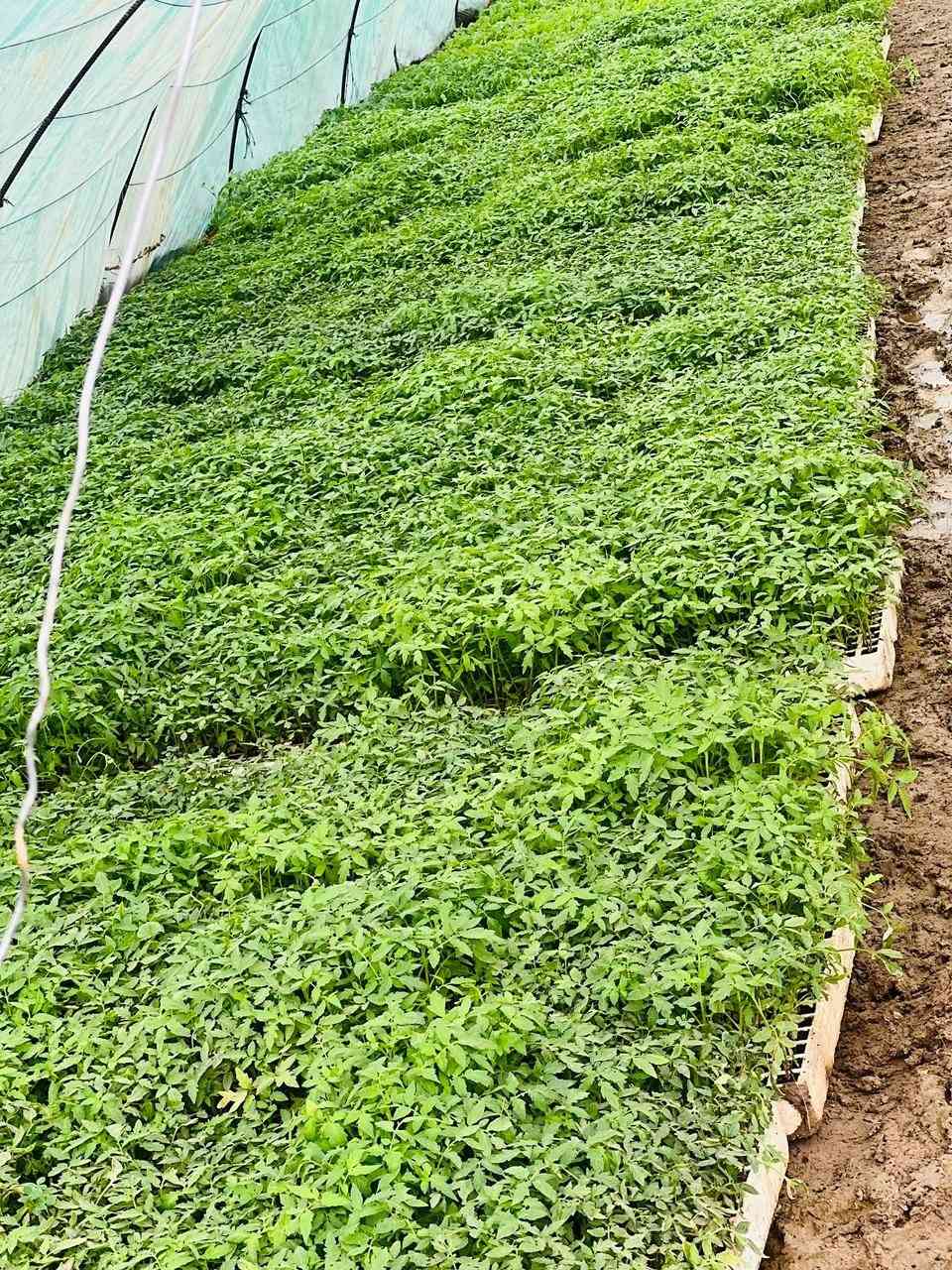 دايات فلفل حار وبارد (مودستو) باذنجان( سوري وعبد اسود) وطماطه (فتون )
جملة ومفرد متوفر
***********
