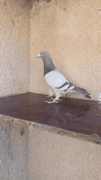 السلام عليكم متاح زوج فحله قلمين روابطهن 2023
فحله خشنات ومرتبات واضحات بل تصوير مكاني بغداد حي ؤر ام الكبر والغزلان وهذا رقمي ***********
