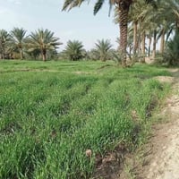 ١٢ دونم • أكثر من ٥٠ نخلة • ماء صيف وشتاء