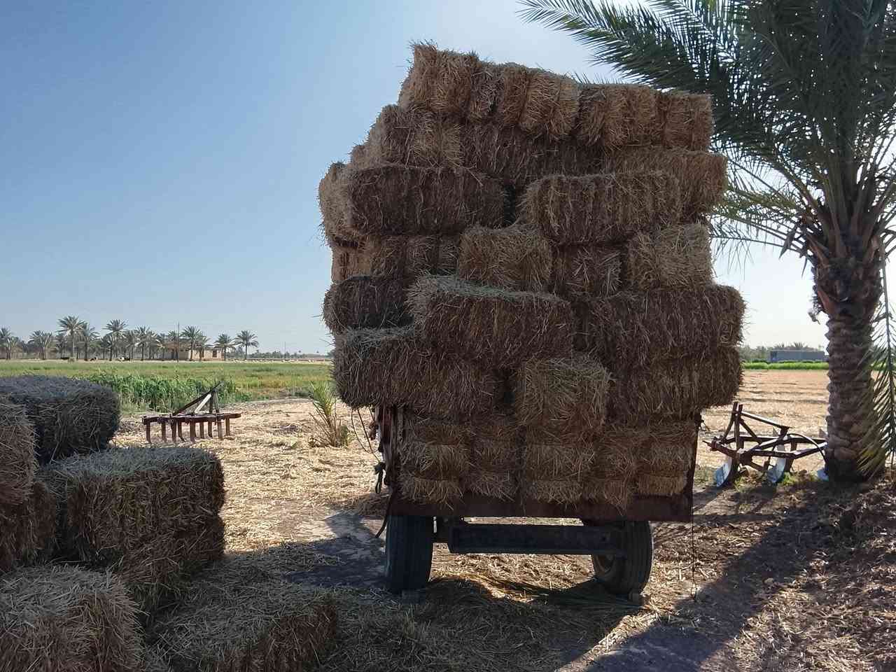 سلام عليكم يوجد تبن مكان داخل جبله الاستفسار ***********.  ***********
