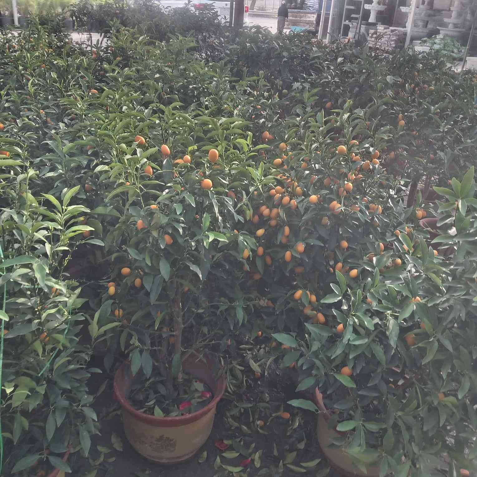 وعليكم السلام 
اي استفسار اتصل ***********
***********
وتأمرر وتدلل 
بغداد
