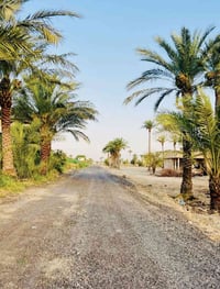 ابو غريب السميلات • ٢٥ دونم • طابو زراعي