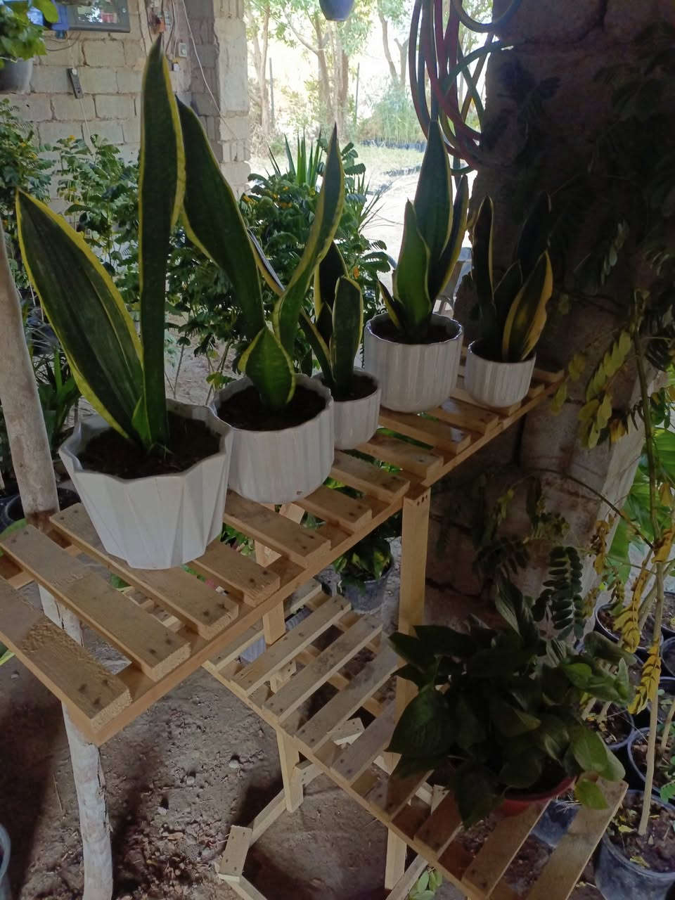 متابعه للحساب علمود يوصلك كلشي جديد🌷💐

السنة الجديدة داخلة على نبات جلد النمر 🌱
أكثر نبات محبوب ومطلوب تدرون ليش 🙃

✨طاقته حلوة بالبيت🌷💐

✨ ينصح به علماء البيئة لتقليل التلوث بجو البيت ويعطي اوكسجين كمية كبيرة 💐🌷

✨ينصح به اهل المعرفة بالنباتات لكونه اقوى نبات يتحمل الظروف مايحتاج عناية كثيرة 💐🌷

✨يحبه الجميع لسعره المناسب ولسرعة نموه وتكاثره 💐

متوفر بمشتل ورد الصباح💐
متوفر قزمي وكذالك متوفر الكبير وكثيف
توصيل متوفر لكل مناطق بابل 🌷💐
عنوانه بابل طريق حمزه شوملي قرب فرع الزبار 
#نبات_جلد_النمر
#نبات_السانسفيريا
#نباتات_ظلية 
***********
