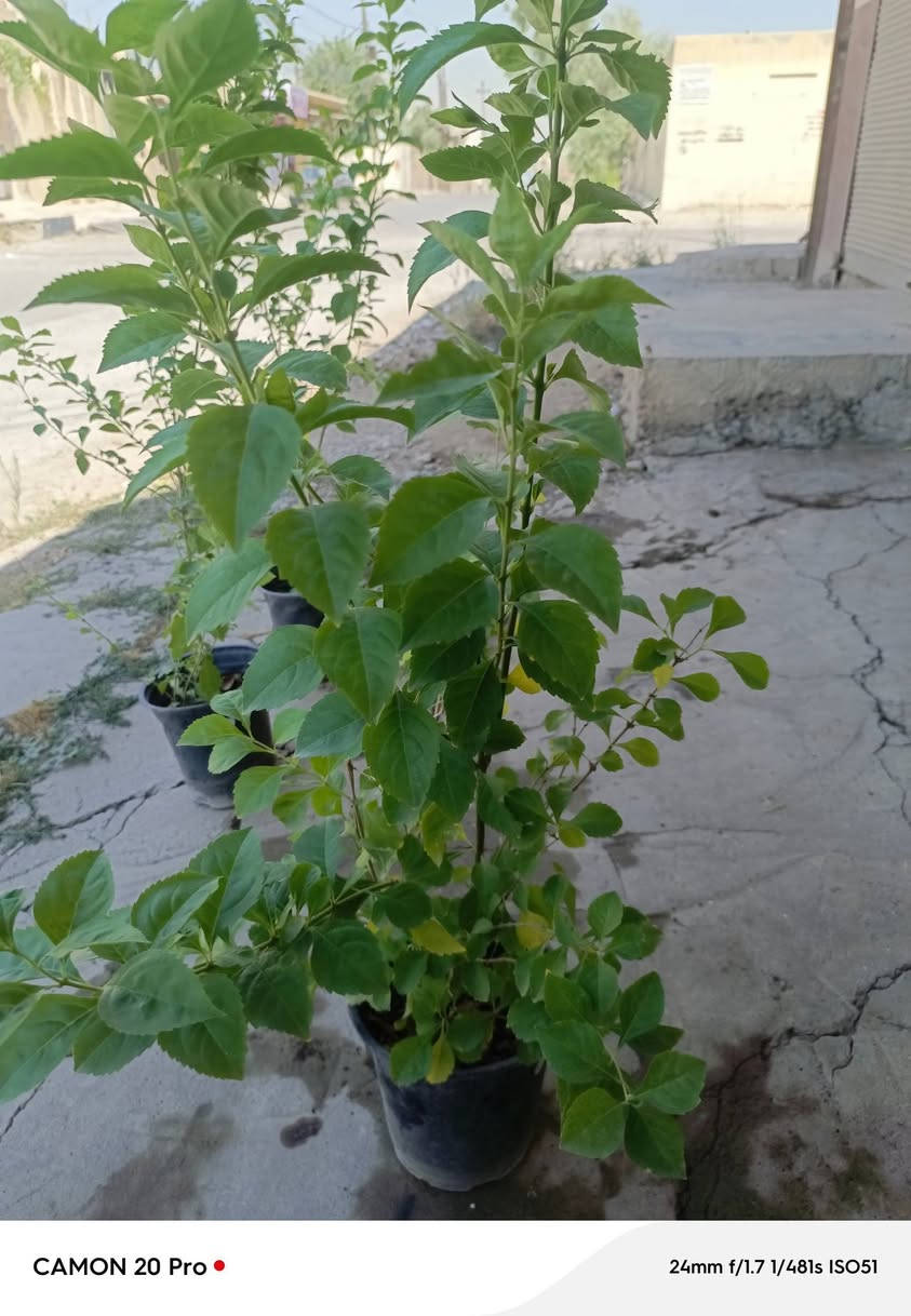 السلام عليكم 
تتوفر لدينا بعض النباتات الضليه والشمسيه ومبيدات للحشرات الزراعية والنباتات  ومعالجة تعفن النباتات والأشجار  تئيس الحدائق العامة والمنزلية تقليم اشجار ترتيب تنظيف مكتب ابو يزن المعماري 
العنوان الجانب الأيمن منطقة الرفاعي قرب مدرسة خالد ابن الوليد للتواصل مراسلة الصفحه 
وتساب ***********
