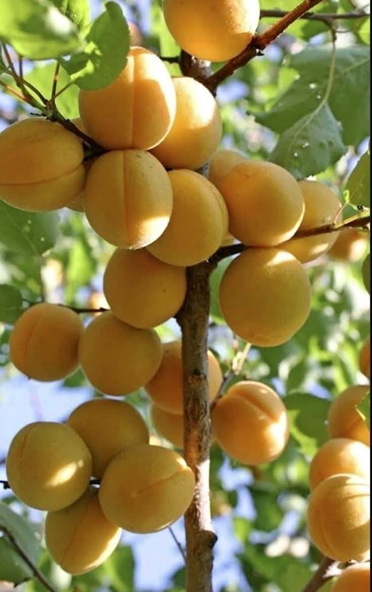 توفرت شتلات اشجار الفواكه النفضيه للاستفسار او الطلب يرجى مراسلة الصفحه او الواتساب على الرقم ***********
تتوفر خدمة توصيل لجميع محافظات العراق 🚘
