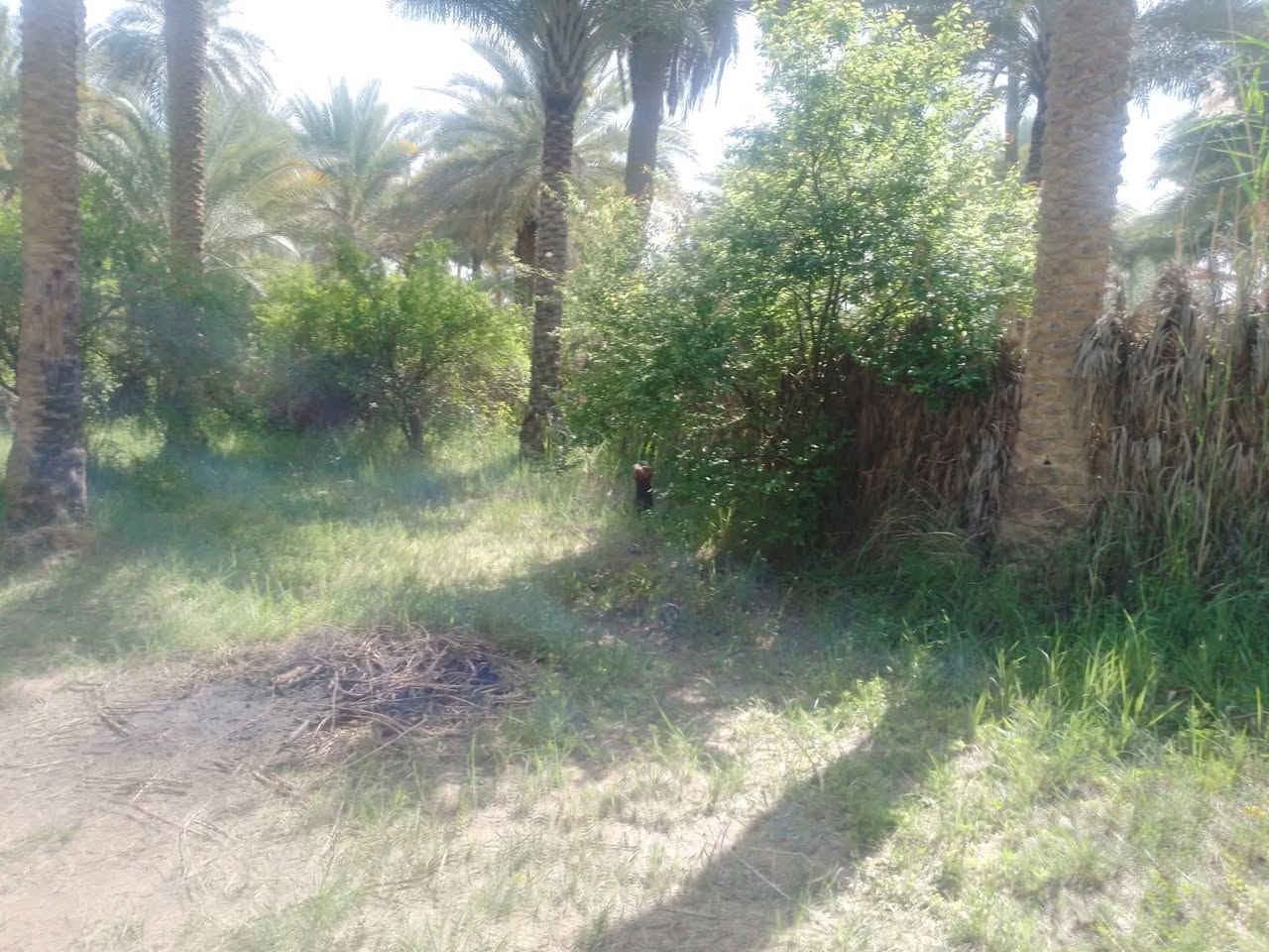 دونم سند 25 للبيع تحويل اسهم بأسم المشتري كربلاء طريق بغداد عمود 54 خلف جامعة الزهراء  يبعد عن الشارع العام تقريبا كيلو ونصف وعن التبليط تقريبا 50 متر يحتوي دار مساحة البناء 225م بناء درجة اولى 3غرف نوم وصالة واستقبال ومطبخ وصحيات كافة الخدمات ماء اساله ونهر سقي وكهرباء واجهة الدونم تقريبا 80 م البستان  غابة حمضيات ونخيل السعر وباقي التفاصيل الاتصال على الرقم ***********
