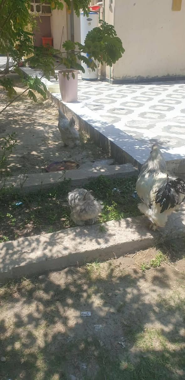 للبيع فسيفسات 
فراريج   دجاج عرب عدد 7
دجاج زينه براهمه 
دجاج زينه عدد ٤ نثايه وفحل
سعر،ع خاص


**إذا كنت صاحب هذا الإعلان وتريد حذفه لأي سبب، رجاءا أرسل رسالة إلى الدعم الفني**