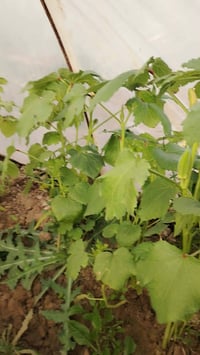 بذور باميه • ٣ كيلو • المدائن