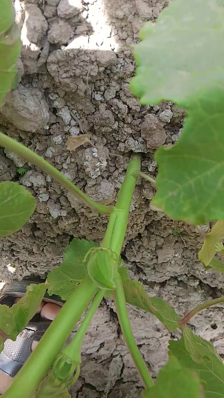 بابيه درجه اوله السعر ٦٠الف المكان تاج الدين الحفريه ***********
