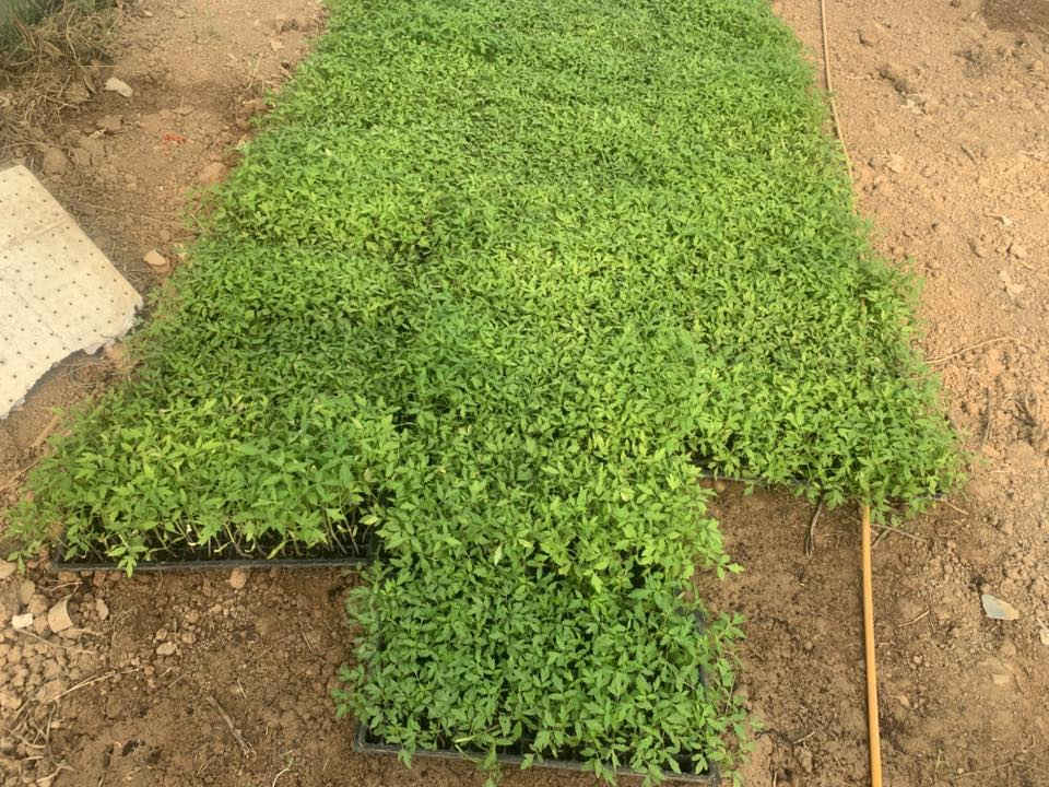 طماطم اوسكار/ المدينه /مونديال /مينسك
شتل درجة اولى 
مكتب الاوراد الزراعي 
السعود المثلث بداية طريق يثرب مقابل العلوة
اطلب الان 
ابو عمار السعدي /***********
زيدان ثابت الخزرجي/‭***********‬
حمزة ثابت ‭0780 043 5651‬
