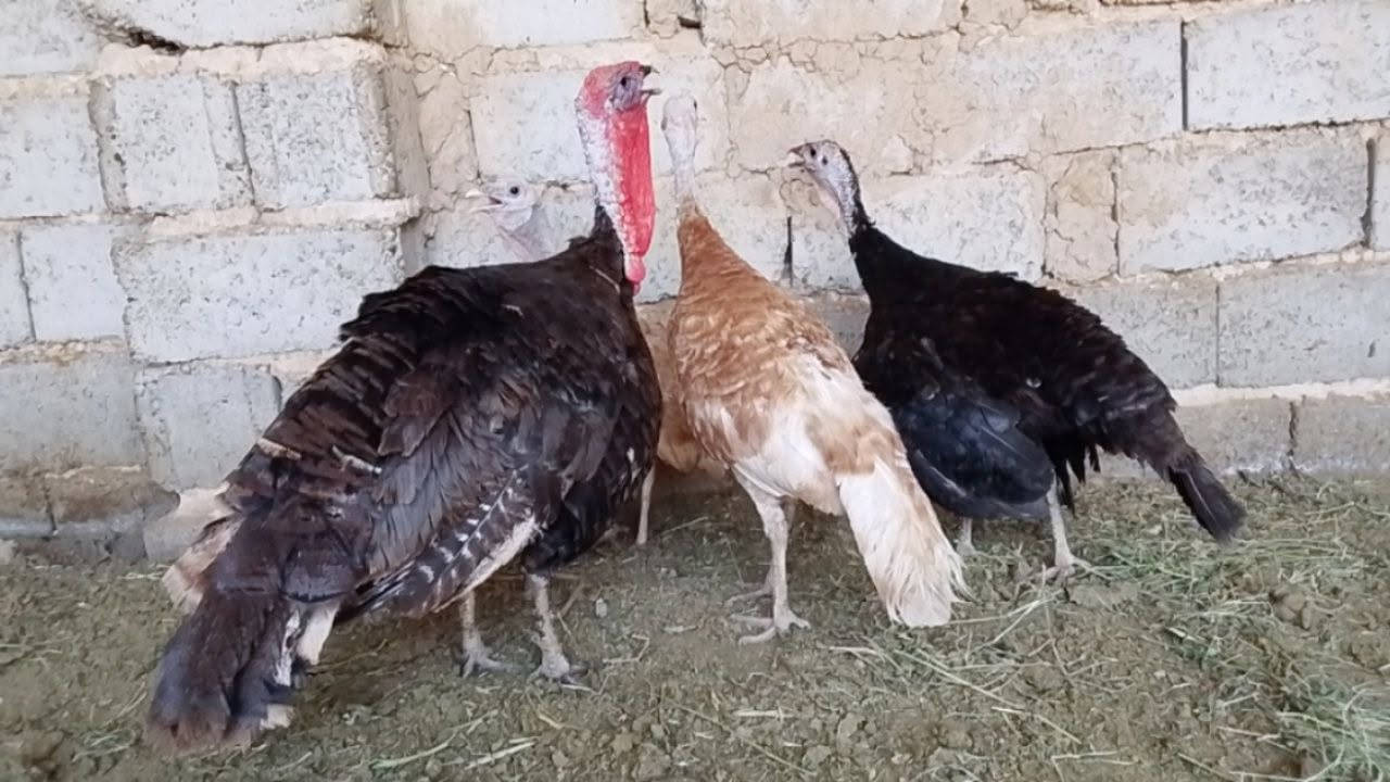 للبيع فحل ونثايه بياضات العنوان قضاء بلد ***********
