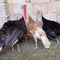 فحل ونثايه • بياضات • قضاء بلد