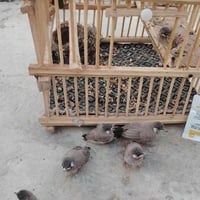 بلابل بستان • بلابل • طيور • طيور للبيع • بلابل زينة • عصافير • بلابل ...