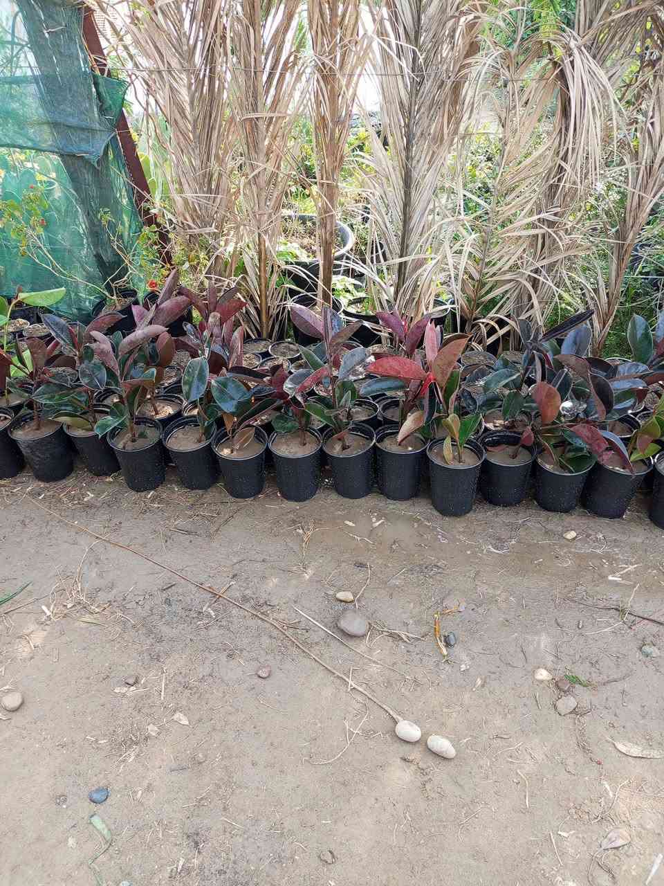 عروض 🔥🔥🔥🔥 مشتل الجمعيه 💯💯💯 
الدجيل الجمعيه خلف الدفاع المدني 💯 
للاستفسار والحجز *********** واتساب مازنجر 
توجد لدينا خدمه توصيل داخل الدجيل 💯
