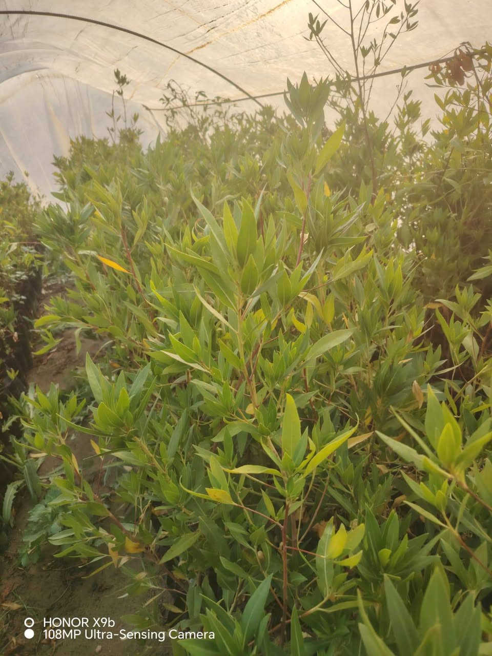 مشتل المجمعات ***********
