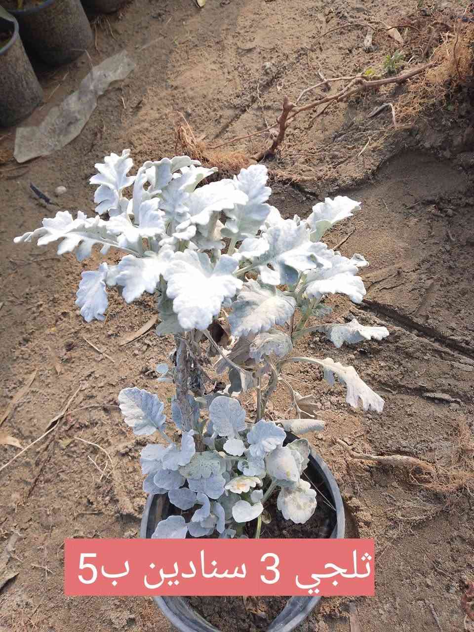 السلام عليكم.. مجموعة من النباتات .. الطالب يرجى مراسلتنا على الخاص.. او مراسلة واتساب ***********..
