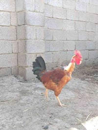 ديچ ابو رگيبه للبيع 07884014642