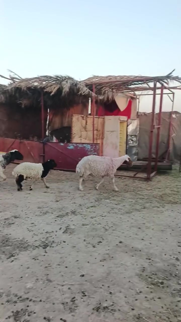 بسم الله ما شاء الله تبارك الله متاح نعاج اثنين تفاصيل داخل الفيديو السعر 785 وبيهن مجال للشراي المكان زويه ناحيه الفرات قرب قضاء هيت جزيره البونمر *********** اتصل او وتساب موجود
