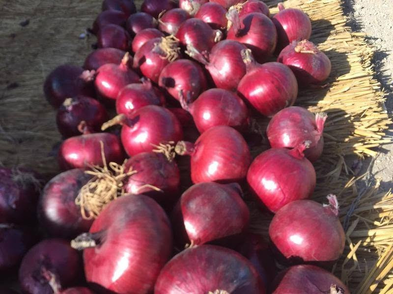 Fresh réd /white /yellow onion High quality from Morocco 🇲🇦


**إذا كنت صاحب هذا الإعلان وتريد حذفه لأي سبب، رجاءا أرسل رسالة إلى الدعم الفني**