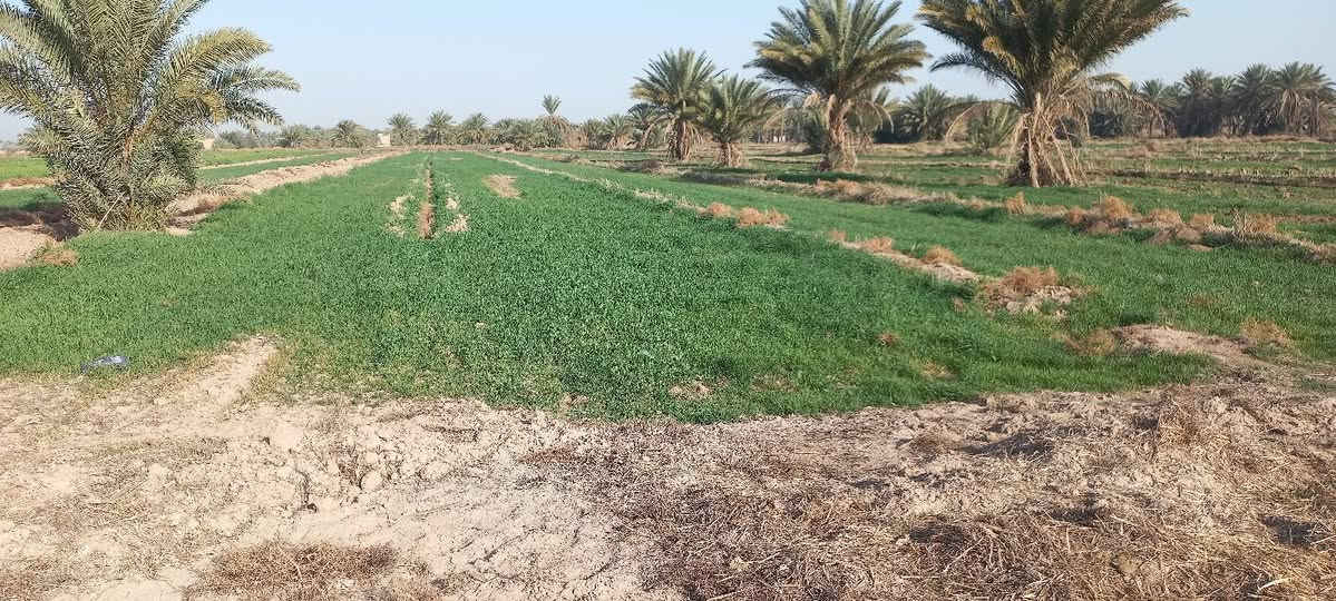 ارض زراعيه للبيع لمخاضره خلف الساده البعاج مشاره وثلث بسم المشتري ماء كهرباء تبليط يبعد ٥٠٠ م عنه ***********
