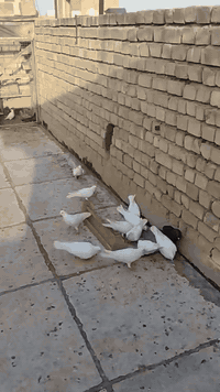 حمام لوت متاح للبيع بغداد مدينه الصدر. ***********
