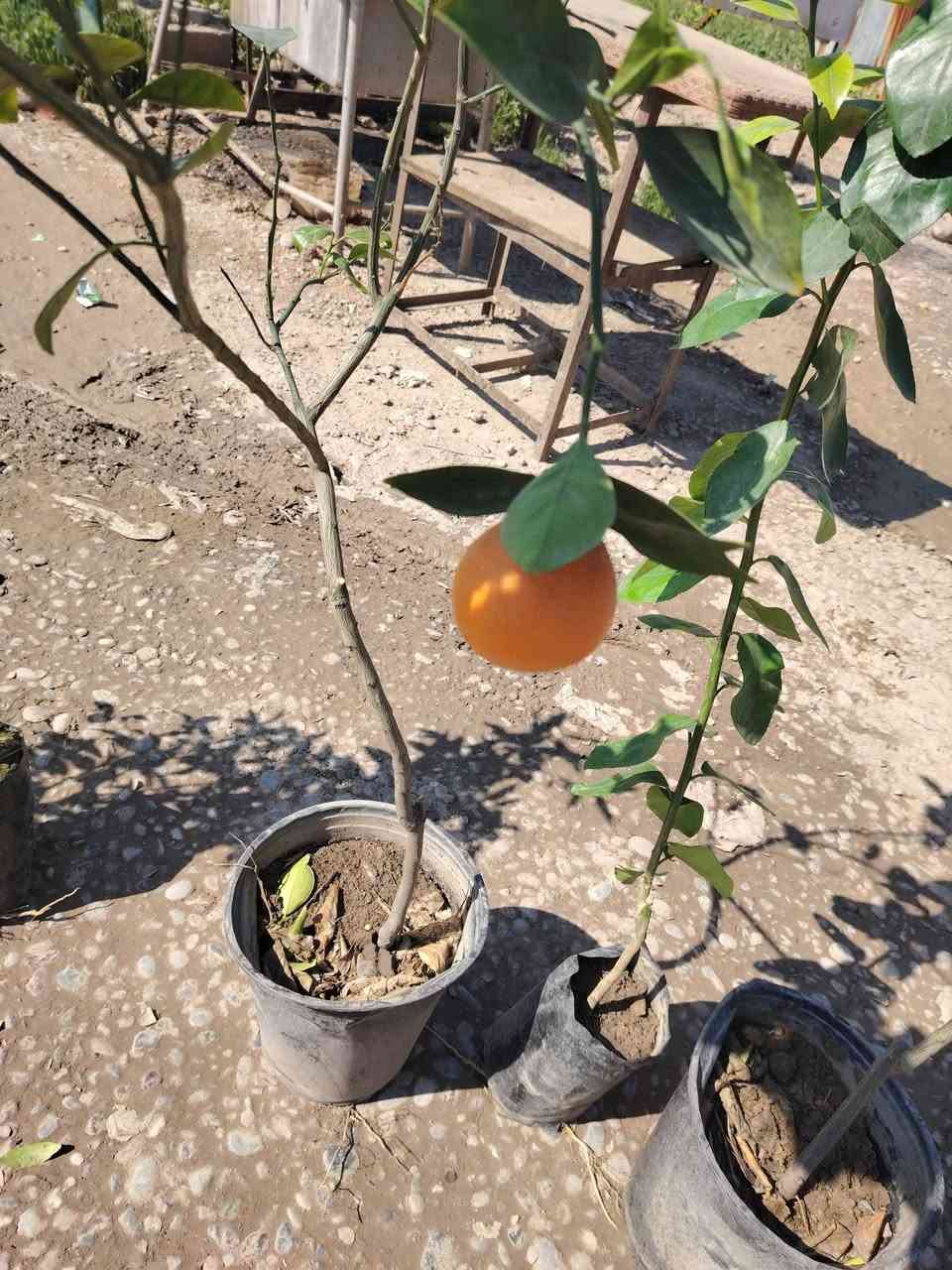 شجره برتقال
شجر برتقال صيني
شجره ليمون
***********
