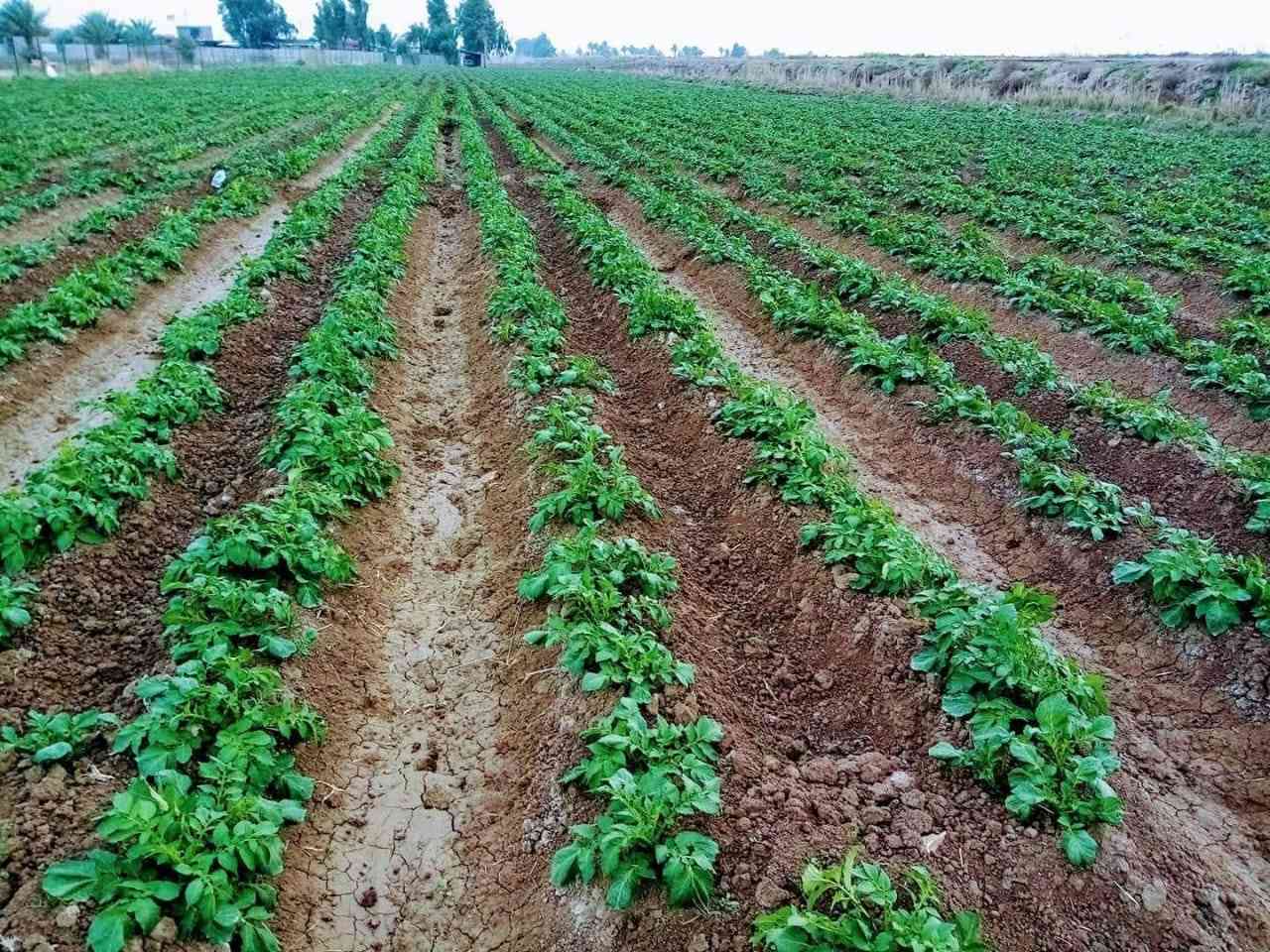 قطعه 4 دونم  بمنطقه اليوسفيه ناحية القصر 
سند 25 
طابو المحموديه خدمات كامله من كهرباء ومي ومجاري على الشارع العام 

الاستفسار الاتصال على التالي *********** يوجد بي واتساب السعر خاص للشراي
