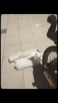 للبيع سعر310 بي مجال ايراني موديل 17 دراجه مفوله والله لاتنطي دهن لادخن دراجه حلوه ونصبتها تخبل ***********
