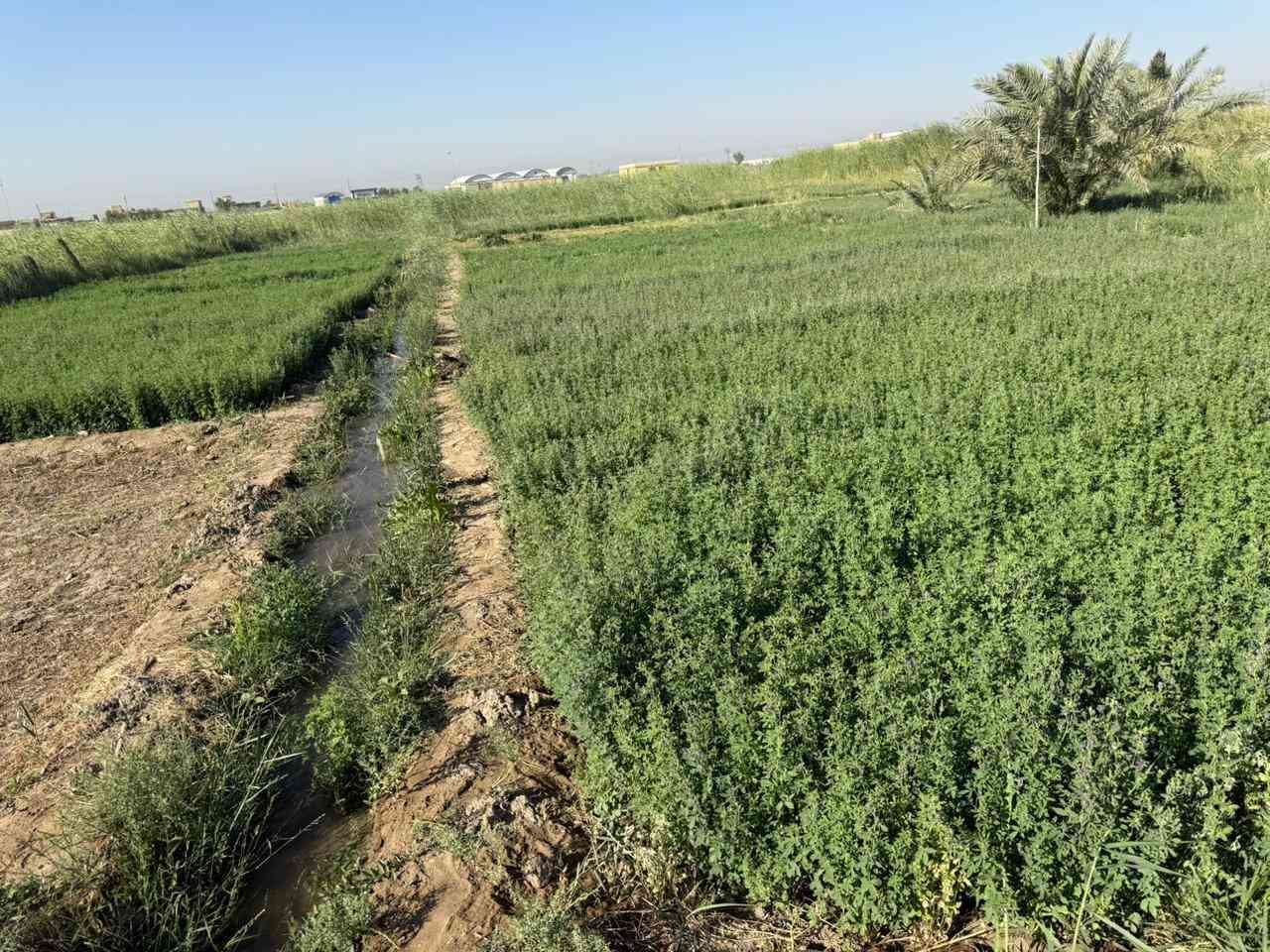 جت للبيع طريق سوق الشيوخ --  الكرمه
***********
